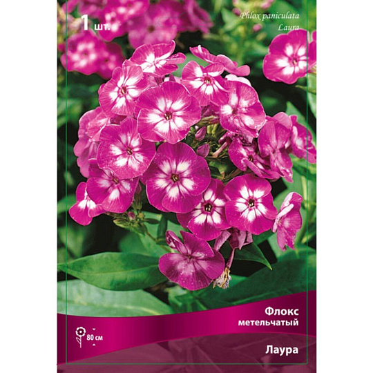 Корневище Флокс метельчатый, Лаура
