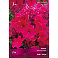 Корневище Флокс метельчатый, Мисс Мэри - фото 2