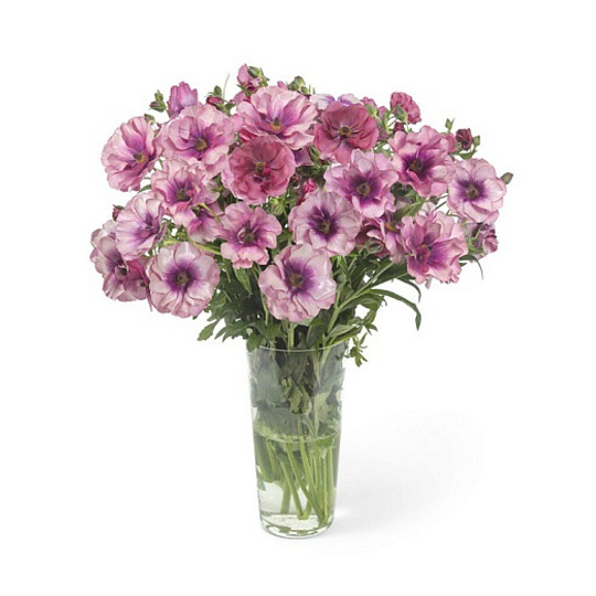 Луковицы Лютик гибридный "Баттерфляй", Фива