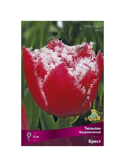 Луковицы Тюльпан бахромчатый, Брест, 11-12/К, 7 шт
