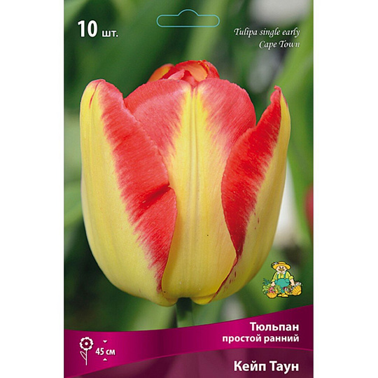 Луковицы Тюльпан простой ранний, Кейп Таун, 11-12/К, 10 шт