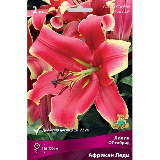 Луковицы Лилия ОТ-Гибрид, Африкан Леди, 14-16, 2 шт