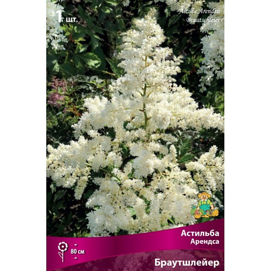 Корневище Астильба Арендса, Браутшлейер