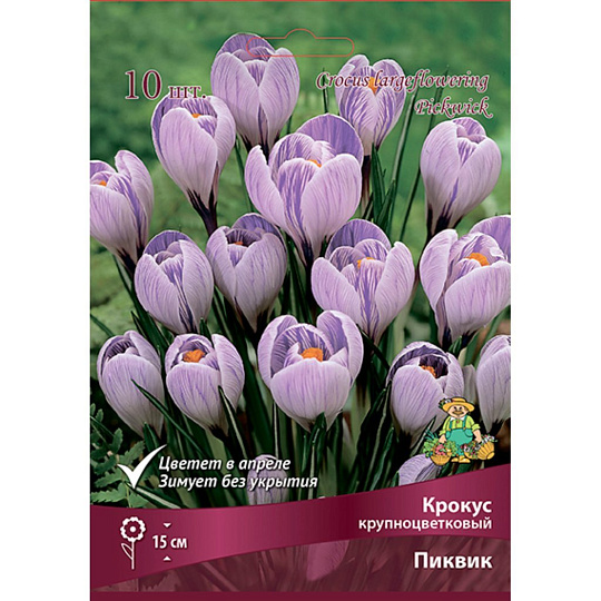Луковицы Крокус крупноцветковый, Пиквик, 8-9/К, 10 шт