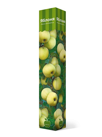 Саженцы Яблоня, Коричное полосатое, 763038