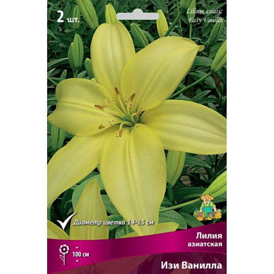 Луковицы Лилия азиатская, Изи Ванилла, 14-16/К, 2 шт