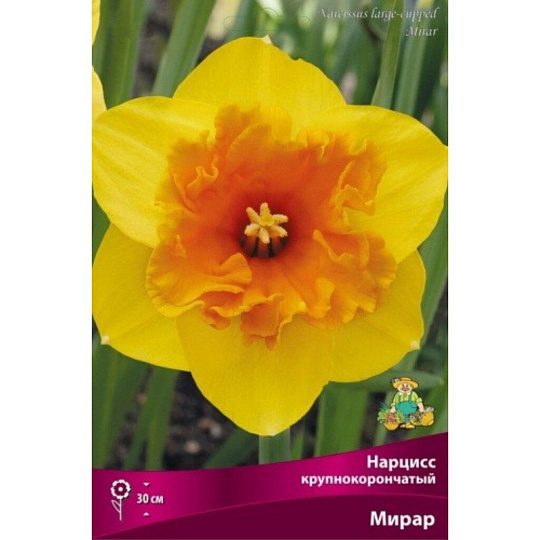 Луковицы Нарцисс крупнокорончатый, Мирар, 12-14/К, 3 шт
