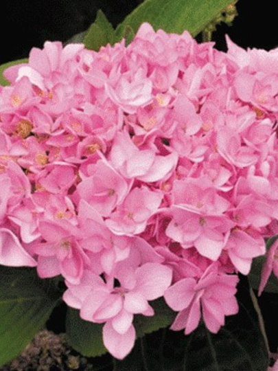 Саженцы Гортензия крупнолистовая, Романс Пинк, 750413