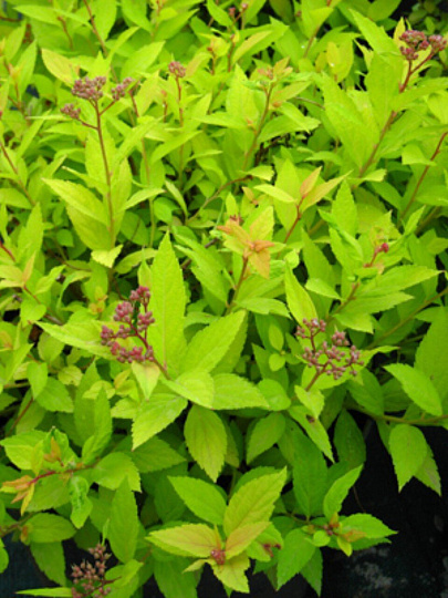 Саженцы Спирея японская, Голден Принцесс