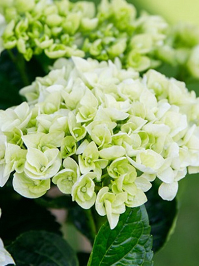 Саженцы Гортензия крупнолистовая, Рембрандт Элегант Роза, 821463