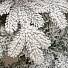 Елка новогодняя напольная, 150 см, Камчатская, ель, белая, хвоя литая, 143150, ЕлкиТорг - фото 2