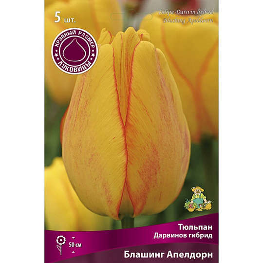 Луковицы Тюльпан Дарвинов гибрид, Блашинг Апелдорн, 12+/К, 5 шт