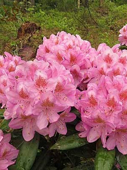 Саженцы Рододендрон гибридный, Бекка, 846987