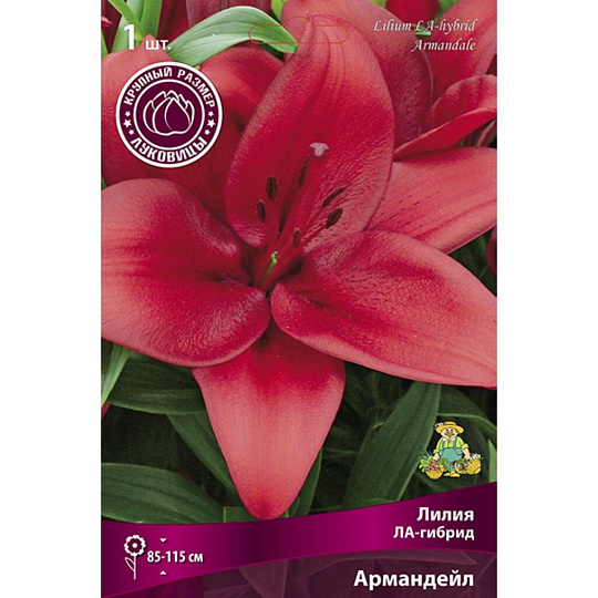 Луковицы Лилия ЛА-Гибрид, Армандейл, 16-18/К