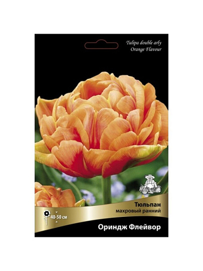 Луковицы Тюльпан махровый ранний, Ориндж Флейвор, 11-12/К, 5 шт