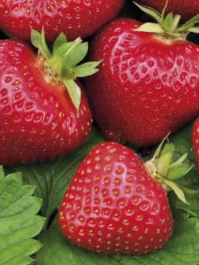 Саженцы Земляника садовая, Элианни, 5 шт, 707141