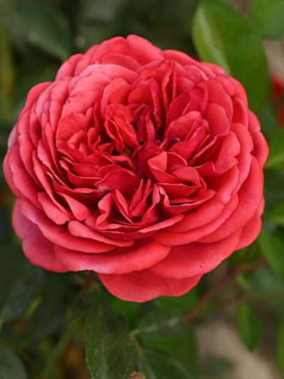 Саженцы Роза Кордес флорибунда, Аут оф Розенхайм, 820390