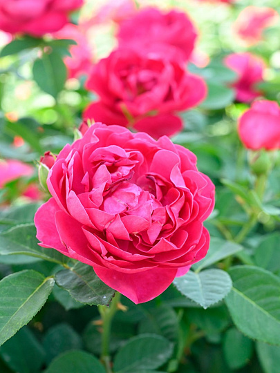 Саженцы Роза чайно-гибридная, Аскот