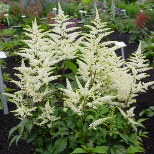 Корневище Астильба Арендса, Браутшлейер