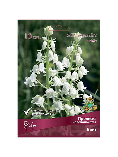 Луковицы Пролеска колокольчатая, Вайт, 7-8/К, 10 шт