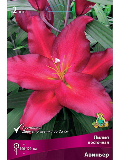 Луковицы Лилия восточная, Авиньер, 14-16, 2 шт