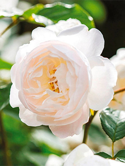 Саженцы Роза английская парковая, Дездемона, 799215