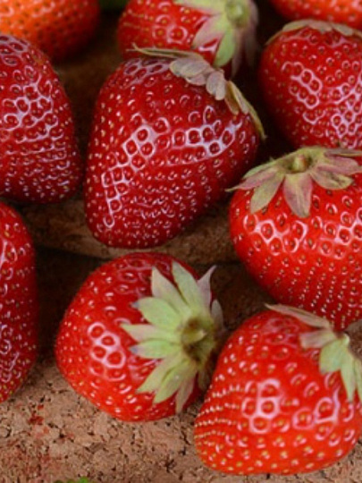 Саженцы Земляника садовая, Роксана, 5 шт, 678371