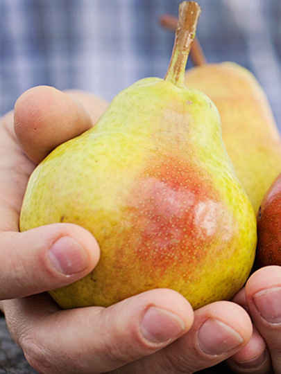 Саженцы Груша пирамидальная, Сапфира, 785080