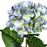 Цветок искусственный Гортензия, 68 см, светло-голубой, Y4-6938 - фото 2