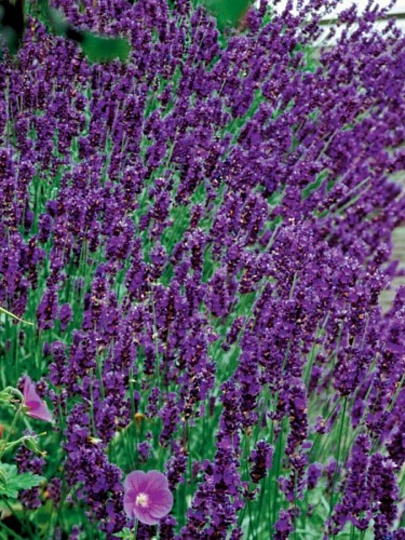 Луковицы Лаванда узколистная, Хидкот Блю, 779486