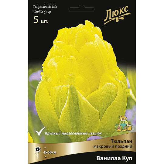 Луковицы Тюльпан махровый поздний, Ванилла Куп, 11-12/К, 5 шт