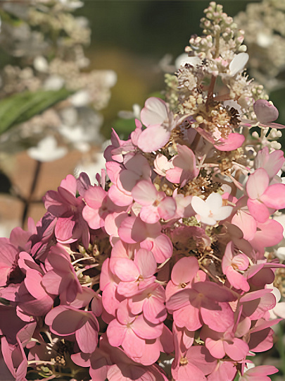 Саженцы Гортензия метельчатая Бэби Лэйс/ЦКорЛюкс