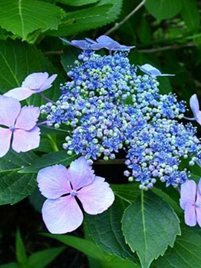 Саженцы Гортензия крупнолистовая, Маризи Перфекта, 827372