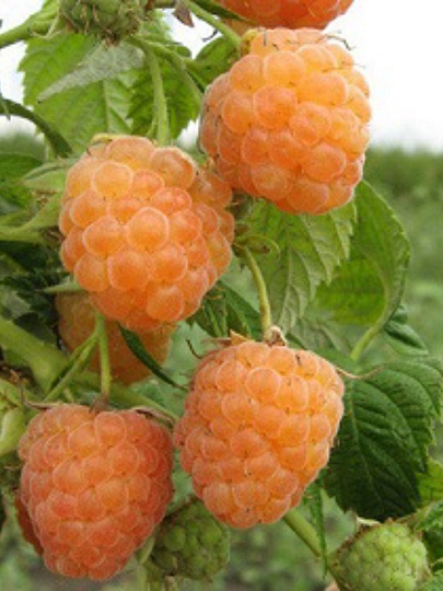 Саженцы Малина, Беглянка, перспективные сорта