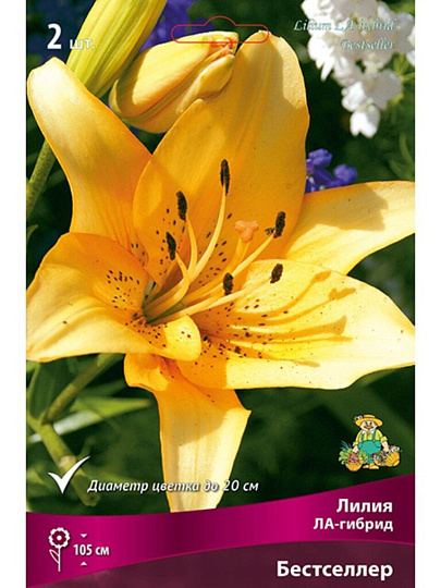 Луковицы Лилия ЛА-Гибрид, Бестселлер, 14-16, 2 шт