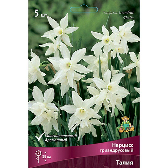 Луковицы Нарцисс триандрусовый, Талия, 12-14/К, 5 шт