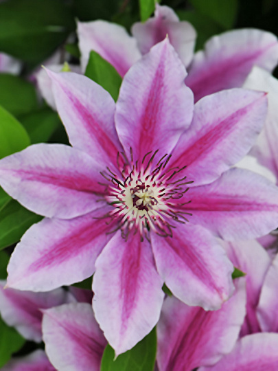 Саженцы Клематис крупноцветковый, Гиренас, 820332