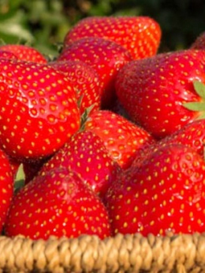 Саженцы Земляника садовая, Магнус, 5 шт, 786995
