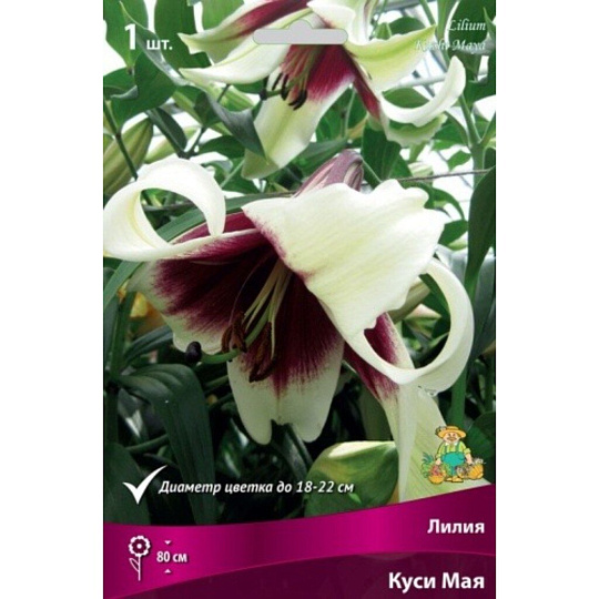 Луковицы Лилия, Куси Мая, 14-16/К