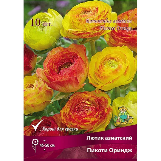 Луковицы Лютик, Пикоти Ориндж