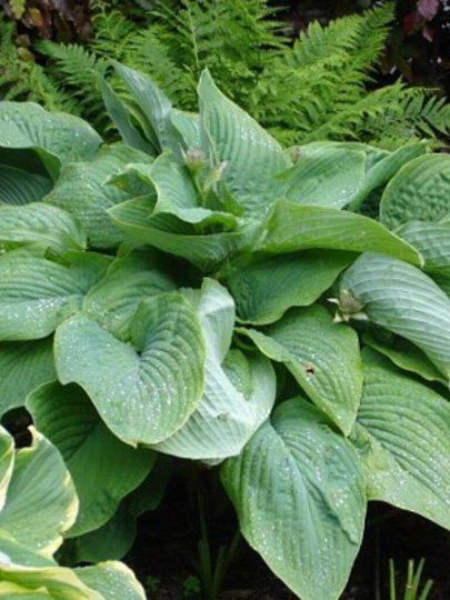 Корневище Хоста гибридная, Ти Рекс