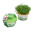 Набор для выращивания Микрозелень, Кресс-салат, Моя микрозелень, Здоровья клад - фото 2