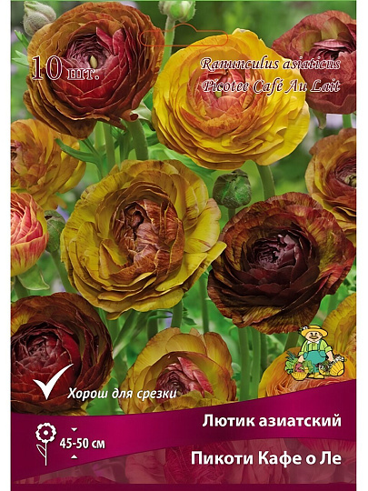 Луковицы Лютик, Пикоти Кафе О Ле