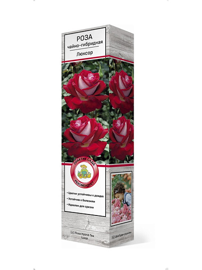 Саженцы Роза чайно-гибридная, Люксор