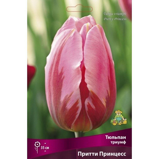 Луковицы Тюльпан Триумф, Притти Принцесс, 11-12/К, 7 шт