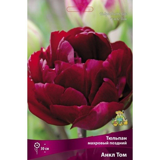 Луковицы Тюльпан махровый поздний, Анкл Том, 11-12/К, 7 шт