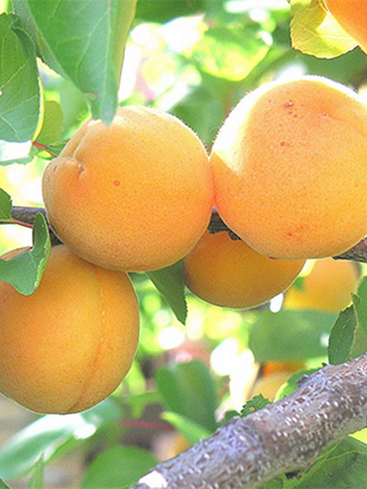 Саженцы Абрикос, Алеша/ЦКор