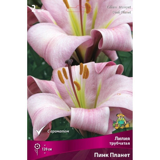 Луковицы Лилия трубчатая, Пинк Планет, 14-16, 2 шт