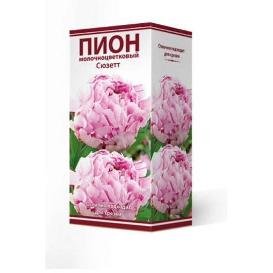 Пион молочноцветковый Сюзетт, 2-3/Кор
