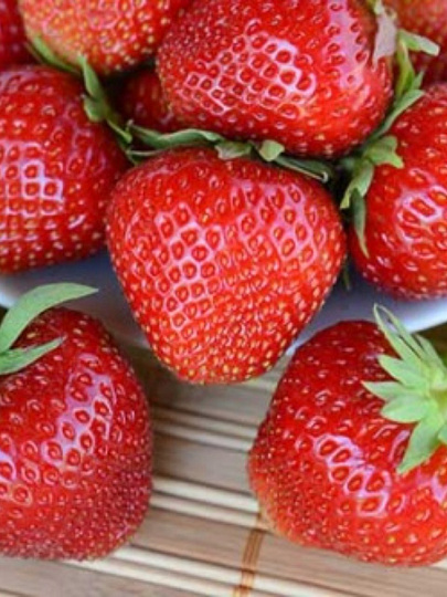 Саженцы Земляника садовая, Фейерверк, 5 шт, 708226